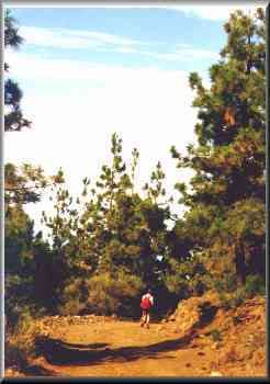 Wandern im Pinienwald